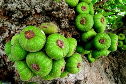 8[-]loại[-]quả[-]giúp[-]tăng[-]ham[-]muốn[-]"chuyện[-]ấy",[-]Việt[-]Nam[-]vừa[-]nhiều[-]vừa[-]rẻ